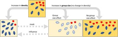 A Potential Collective Defense of Drosophila Larvae Against the Invasion of a Harmful Fungus